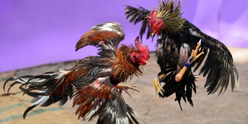 link onbet nổ hũ tiếng anh là gì