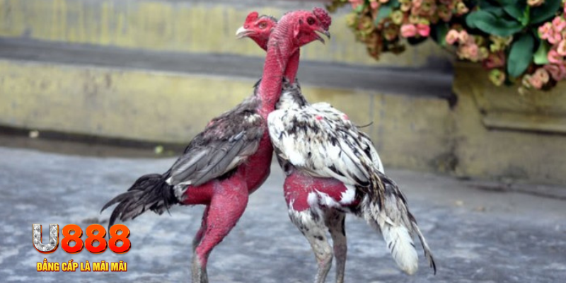 link onbet bàn cầu điểm số tay trước trong baccarat là gì