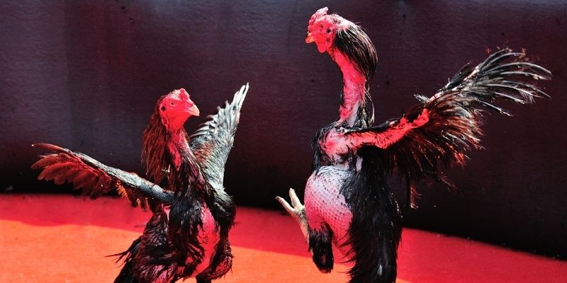 link onbet Spribe Điện Tử